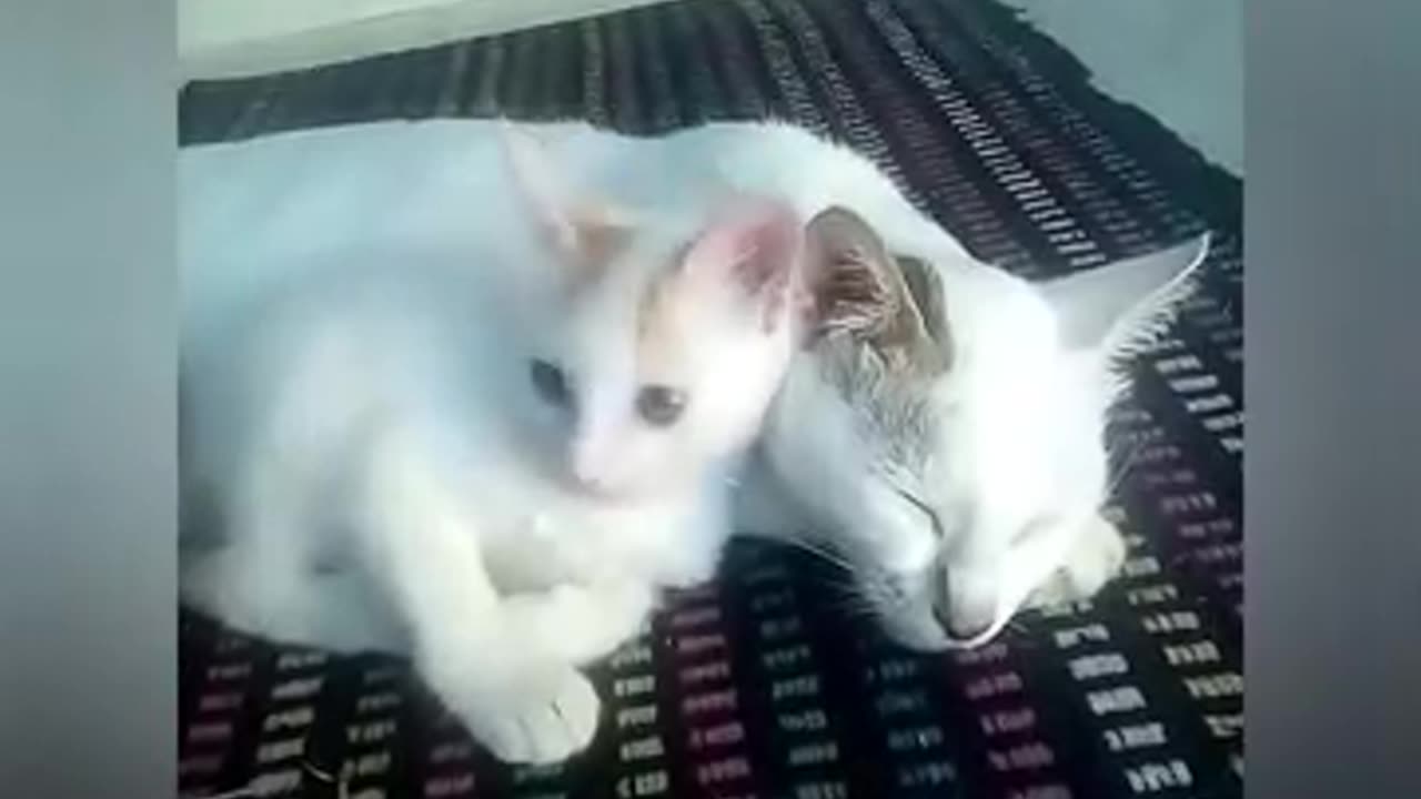 Cute cats video