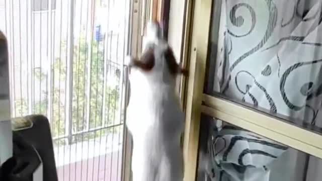 See what the pets are doing when the owner isn't home