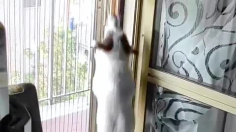 See what the pets are doing when the owner isn't home