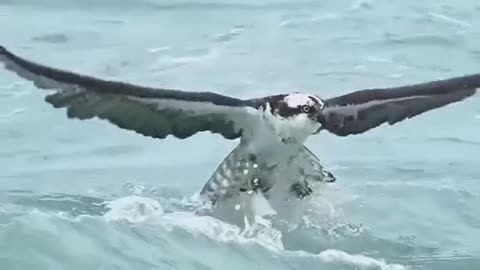 Osprey - catching fish