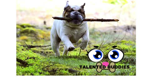 TALENTED Laugh at all the DOGS │ Funny DOG Videos