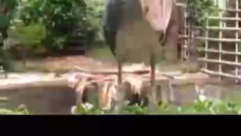 What kind of bird is this