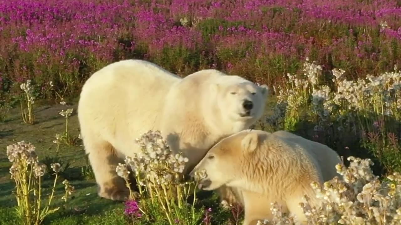 Polar Bears Stroll Through Fields of Wildflowers