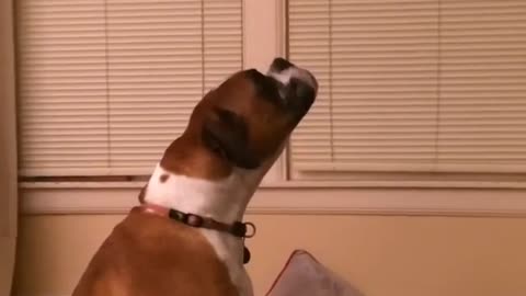 Sad dog sings the blues to iPhone ringtone