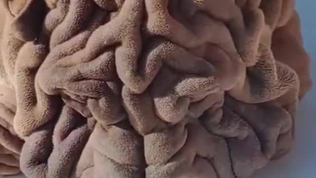 This is a Dog
