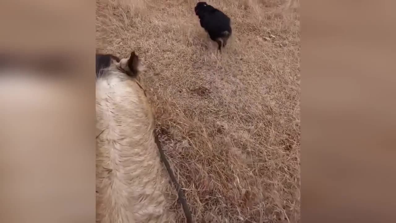 Funny animal compilation part 1