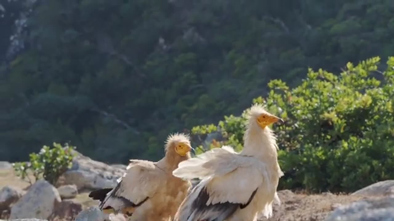 The Most Amazing and Unique Birds and Animals in the World||