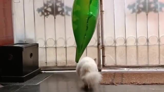 Cat freaks out over attached balloon