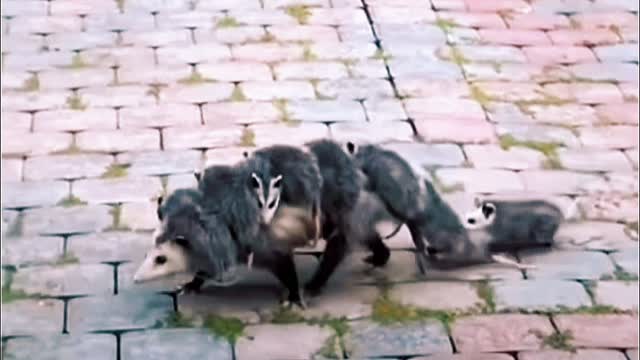The opossum is so cute and funny