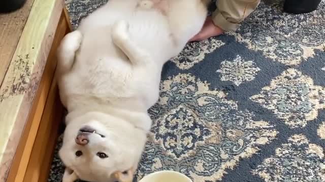 Funniest Dog Playing With Each Other And Eating