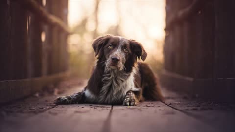 Dog photography ideas