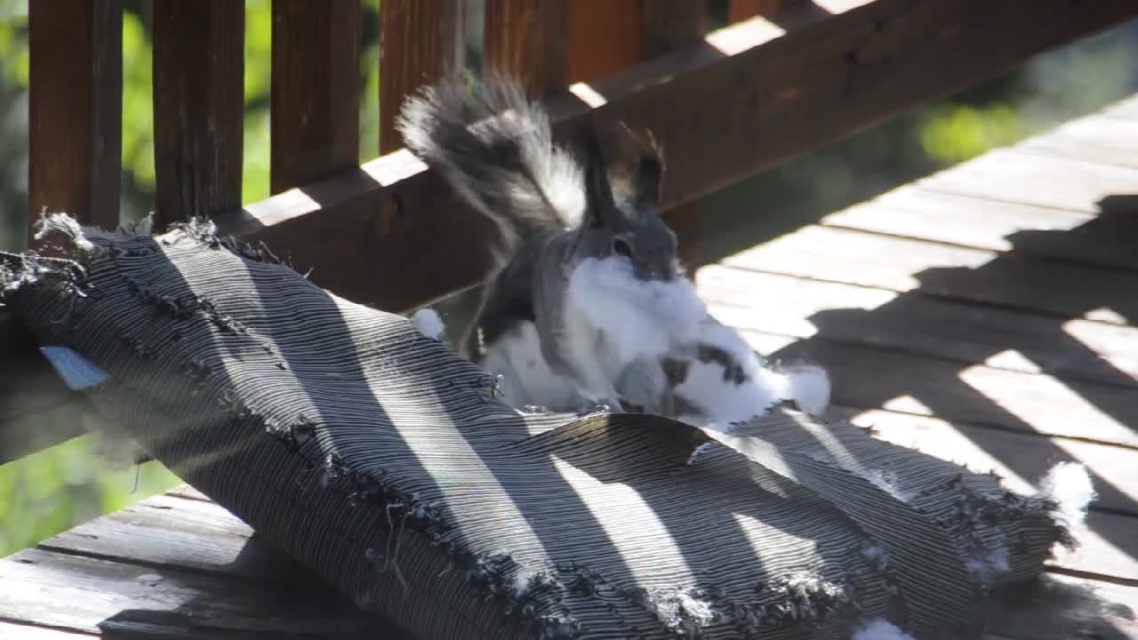 Squirrel pulls off classic Santa Claus impression