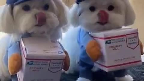 They are so cute dogs. I love them so much.🐱