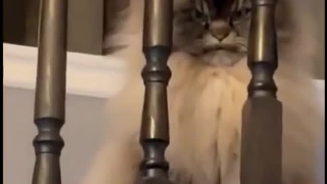 Did you see the look on this cat's face?