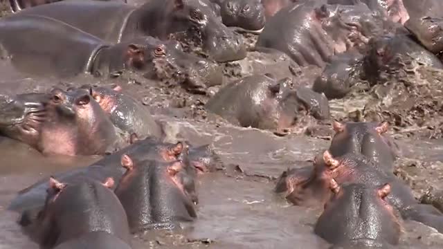 25+hippos attack 1 crocodile.