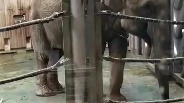 A trained elephant and a baby elephant.