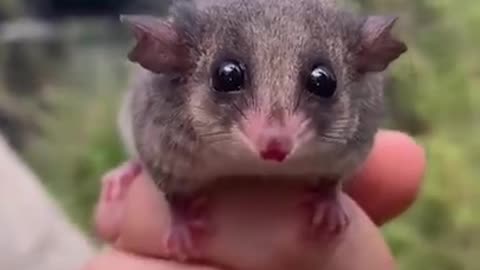 Video Compilation | Funny Animals Cute Make Laugh 😂😂