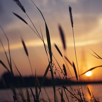 Gr liton Natural Clips, Natural Video Clips # - 55