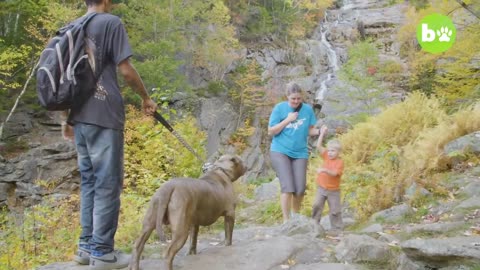 Kong The 150lb Pitbull Puppy Set To Outgrow Hulk