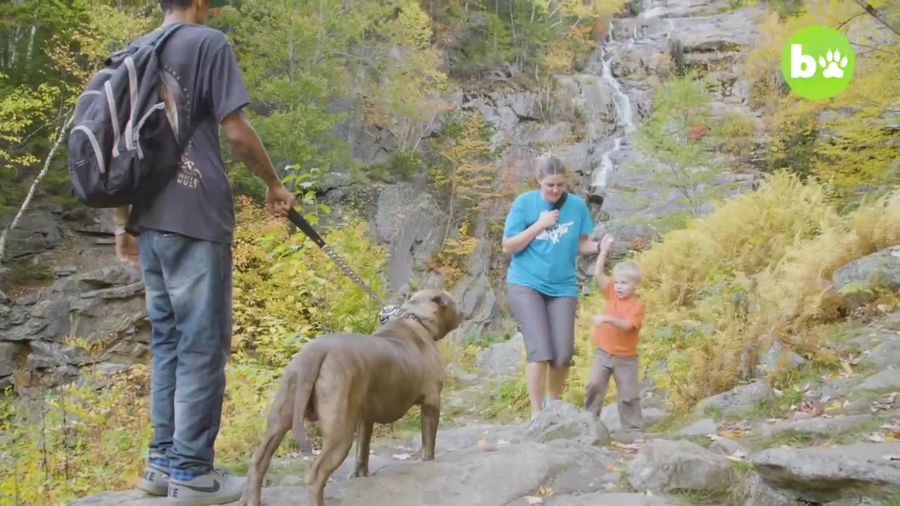 Kong The 150lb Pitbull Puppy Set To Outgrow Hulk