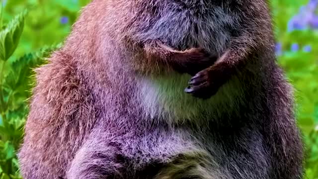 Young red joey stays protected by mother kangaroo