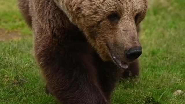 Wild animal brown bear