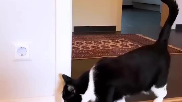 🥰🥰🥰 Love cats? Like & Share