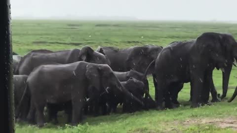 Circle of Protection: Elephant Herd Welcomes Newborn ❤️👏😍👍