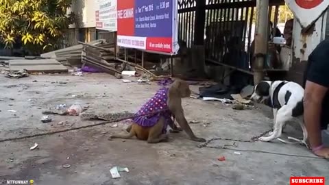 Funny Monkey Video 2023