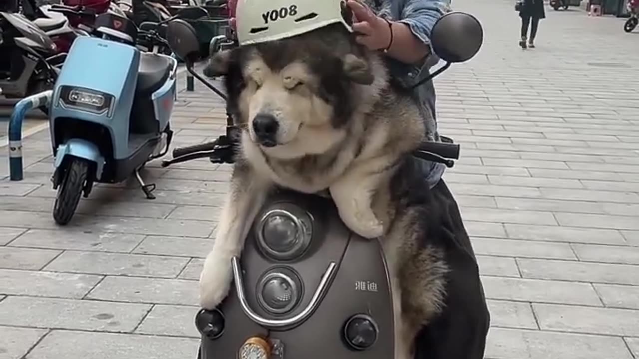 Dog Driving video