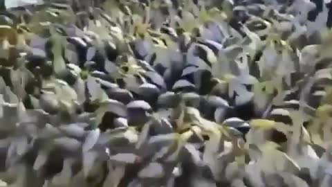 This is a beautiful and charming water-dwelling species