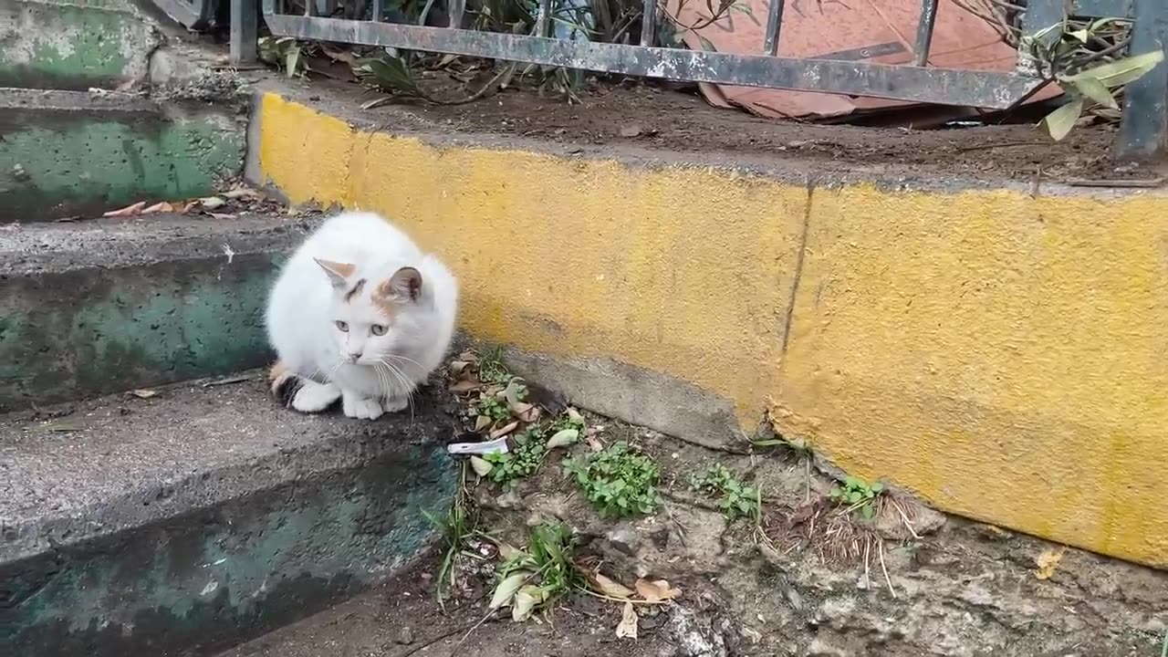 HOMELESS КОТ - МОЯ ЛЮБОВЬ!