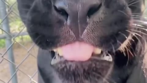 Big black cat