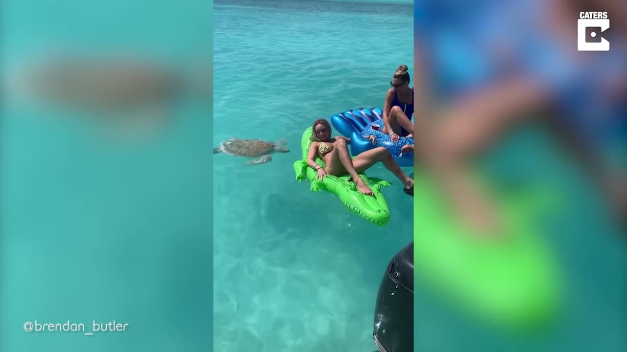Bikini Girl vs Sea Turtle
