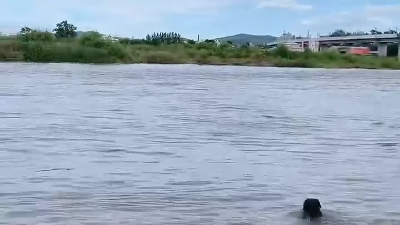 Dogs swim; Bottle race