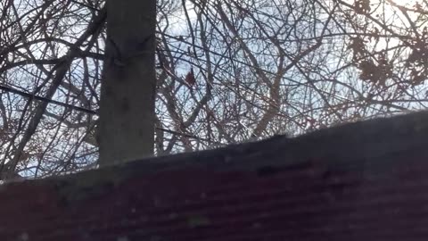 Northern cardinal