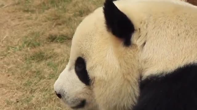 In addition to cute or cute giant pandas
