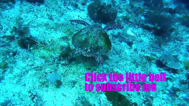 swimming sea turtle