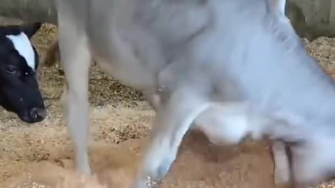 Funny video animal