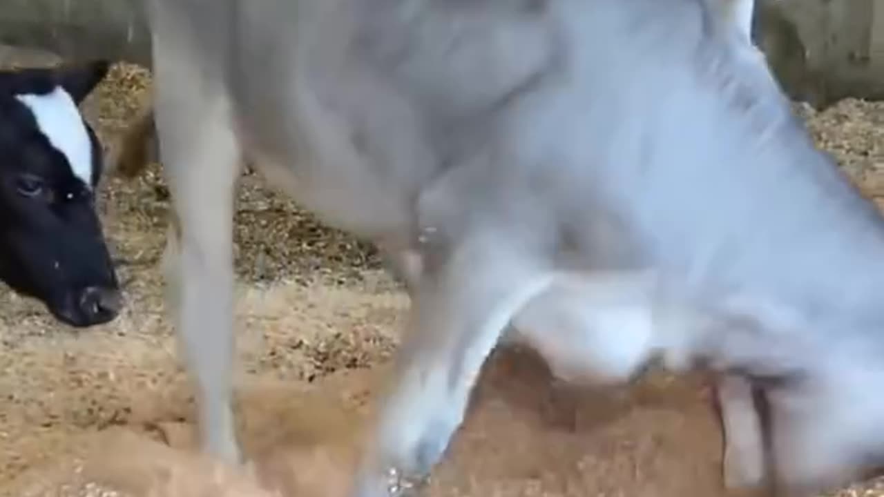 Funny video animal