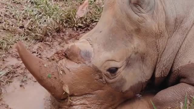 Wash the skin with mud to treat the rhino