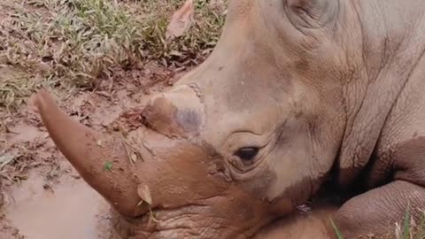 Wash the skin with mud to treat the rhino