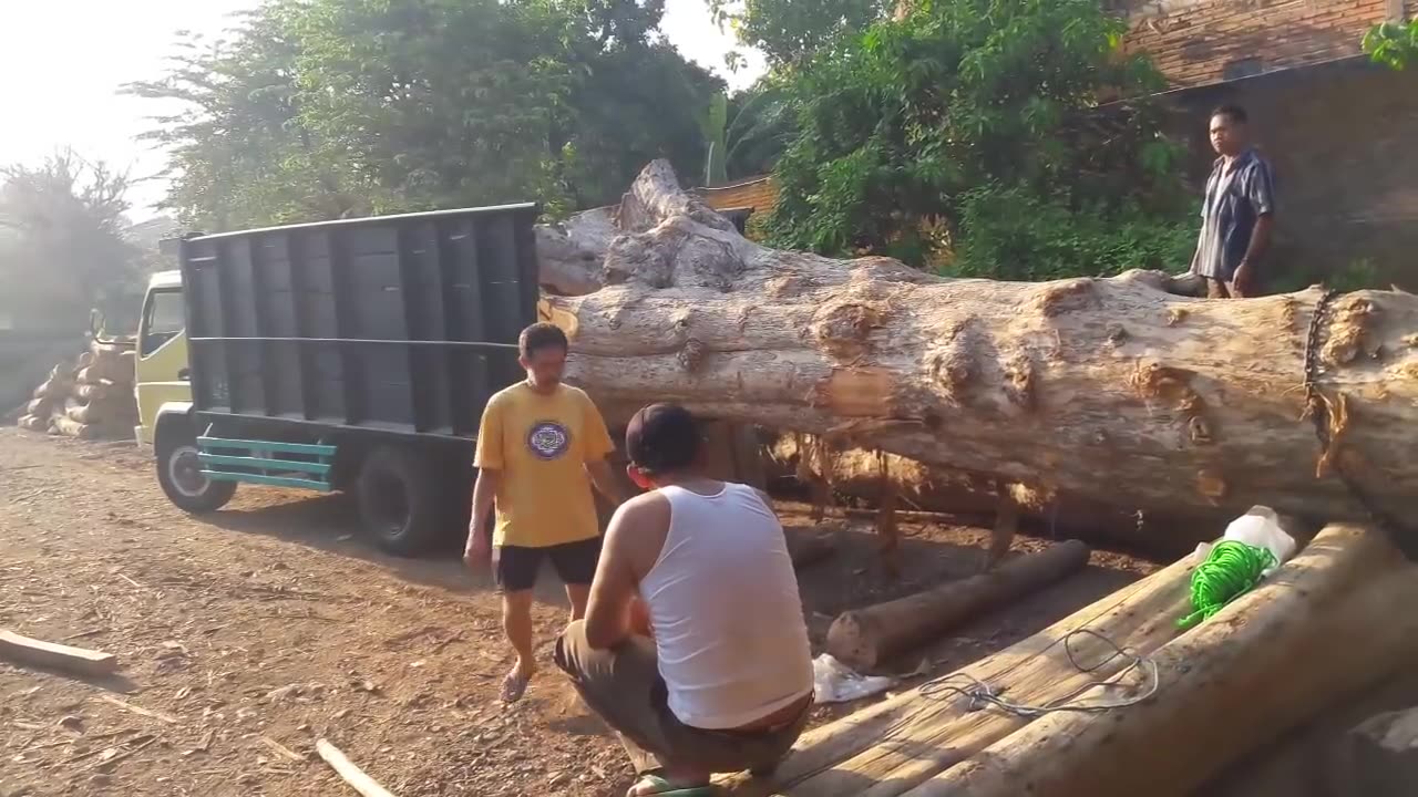 kayu besar yang bikin kita ngiler