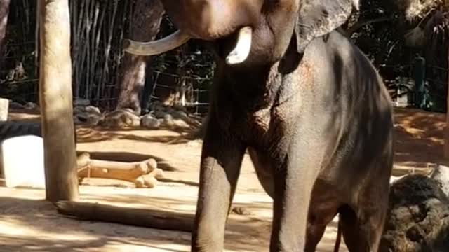 Baby elephants look so funny when they spray water with their trunks
