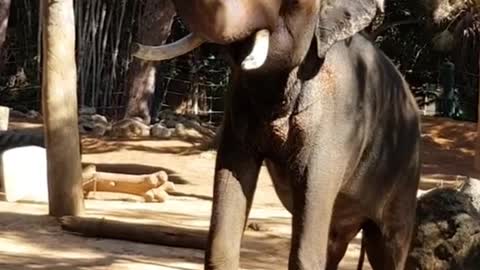 Baby elephants look so funny when they spray water with their trunks