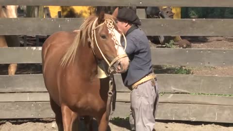 Cómo Entablar una Tropilla