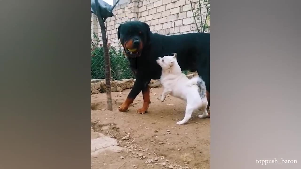 Funny Animals