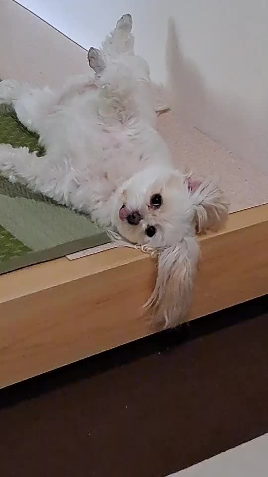 STICK OUT HIS TONGUE