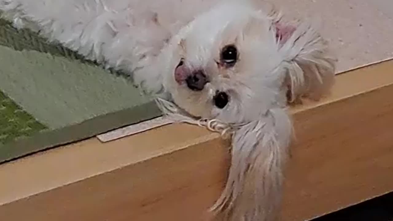 STICK OUT HIS TONGUE