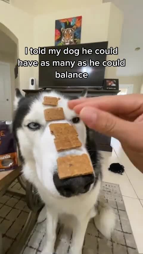 compilation | baby animals 79 | cute animals 79 | kids #shorts